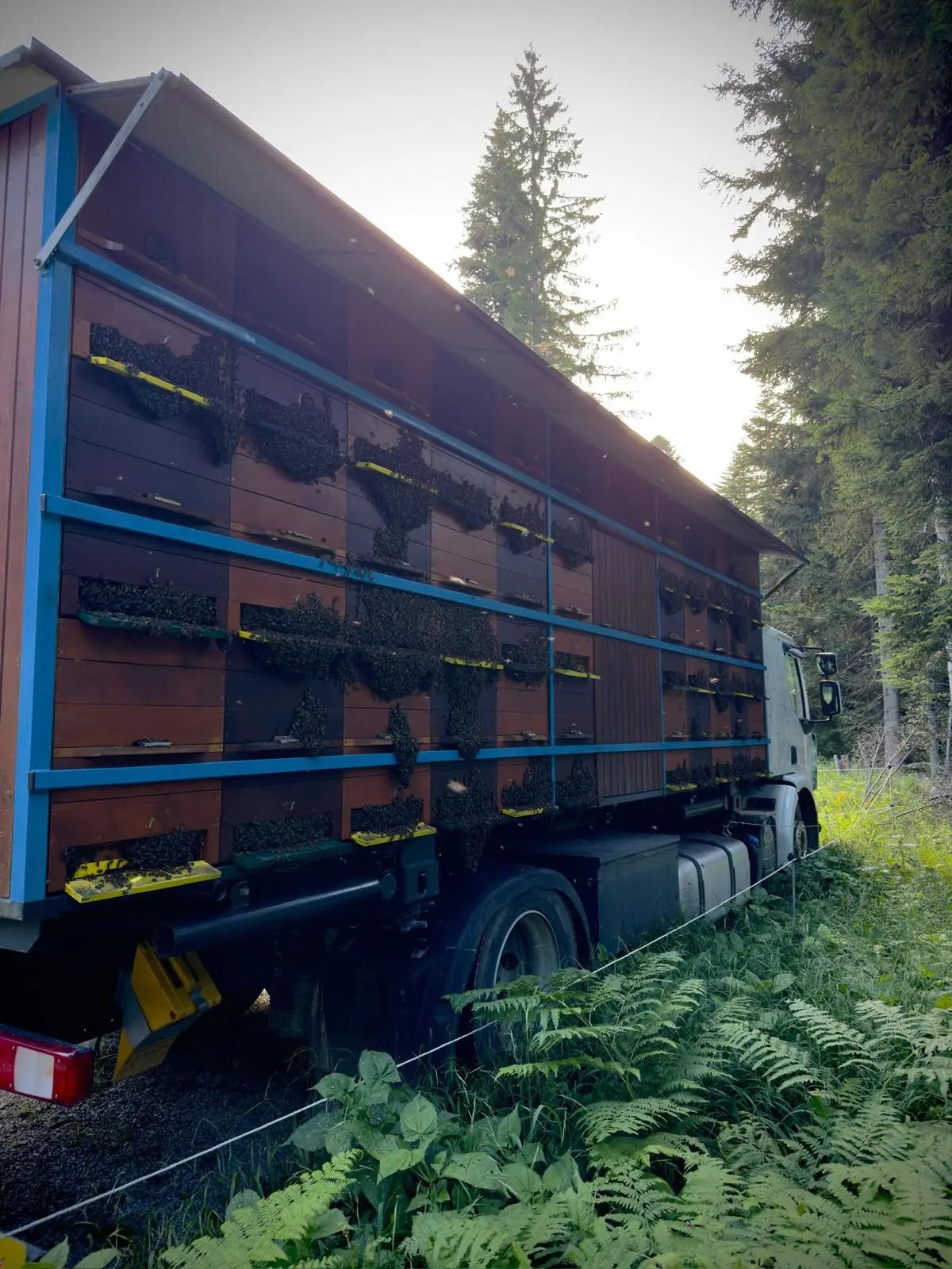 Prevozno čebelarstvo 23